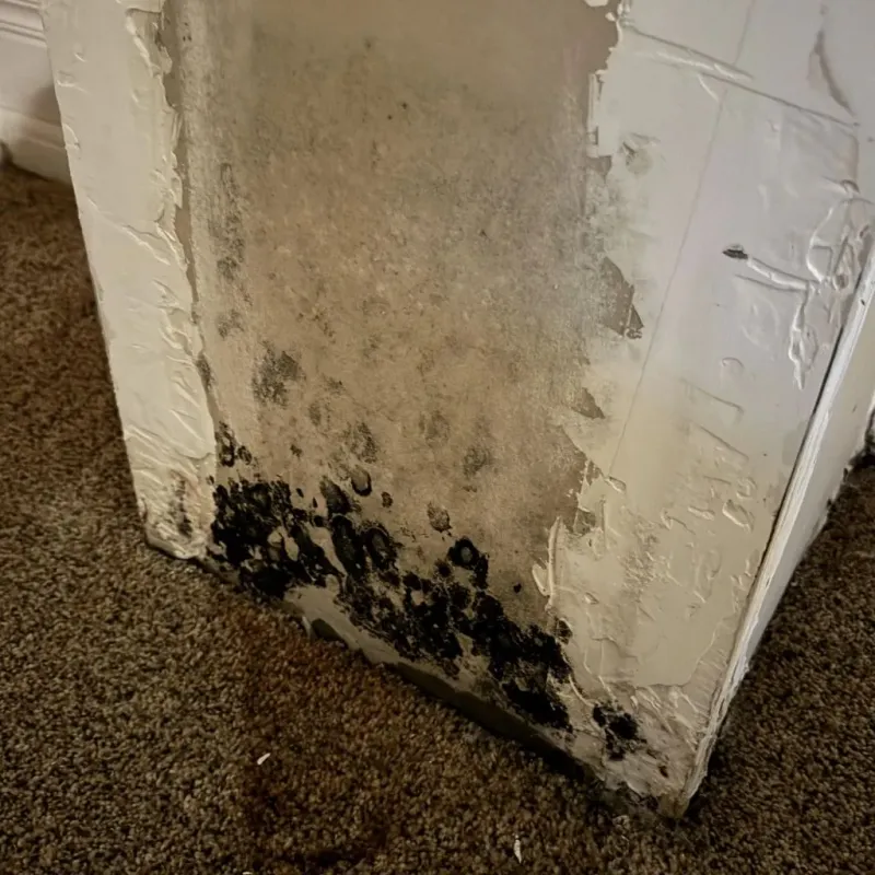 Professional Mold Removal in Fall River County, SD